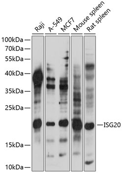 ISG20 Antibody