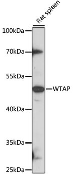 WTAP Antibody