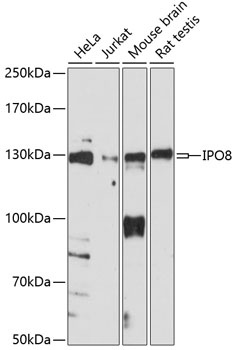 IPO8 Antibody
