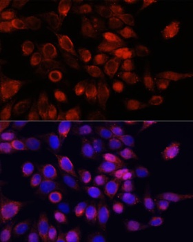 GLI1 Antibody