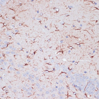 GFAP Antibody