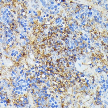 COX15 Antibody