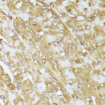 COX15 Antibody