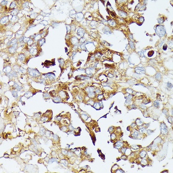 COX15 Antibody