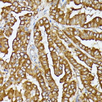 COX15 Antibody