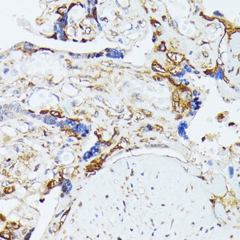 COX15 Antibody