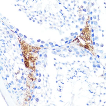 COX15 Antibody