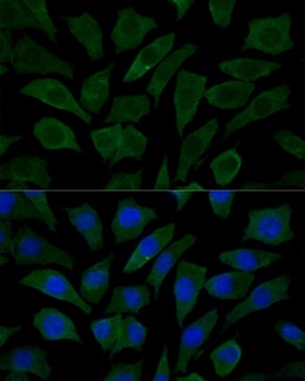 COX15 Antibody