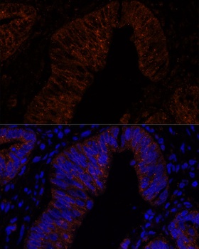 MUC2 Antibody
