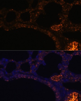 MUC2 Antibody