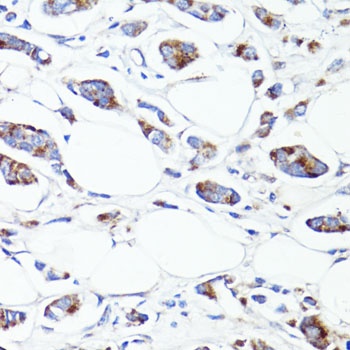 S100A10 Antibody