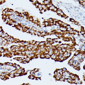 IDH3A Antibody