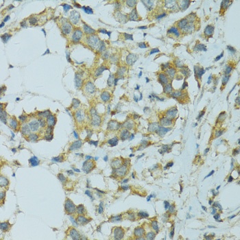 CYP2B6 Antibody