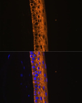 MYH13 Antibody