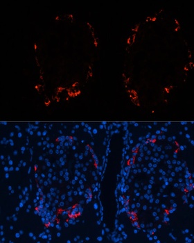 GCG Antibody