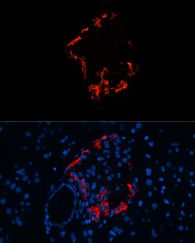 GCG Antibody