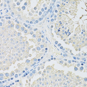 SLC2A9 Antibody
