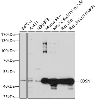 CDSN Antibody