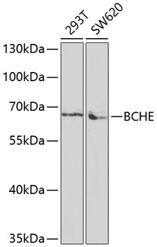 BCHE Antibody