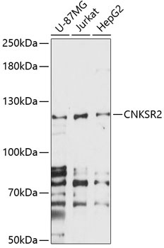 CNKSR2 Antibody