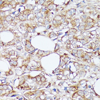 SLC7A2 Antibody