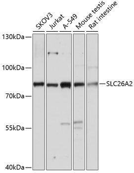 SLC26A2 Antibody