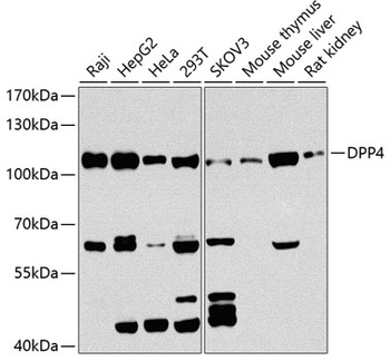 DPP4 Antibody