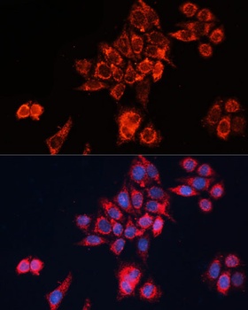 GNAI2 Antibody