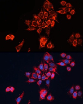 GNAI2 Antibody