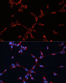 GNAI2 Antibody