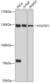 HTATSF1 Antibody