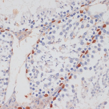 HTATSF1 Antibody