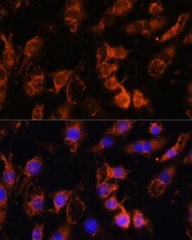 FGA Antibody