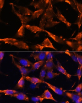 FGA Antibody