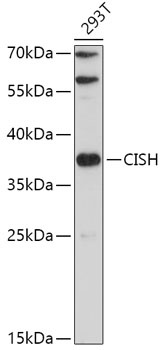 CISH Antibody