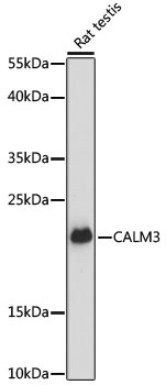 CALM3 Antibody