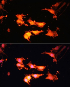 FLCN Antibody