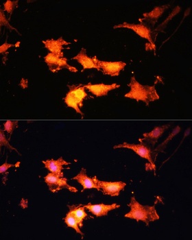 FLCN Antibody