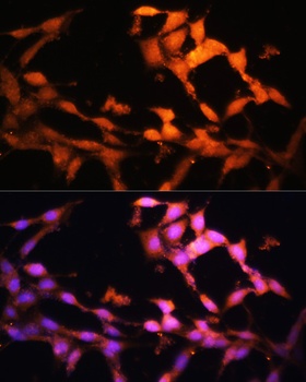 FLCN Antibody