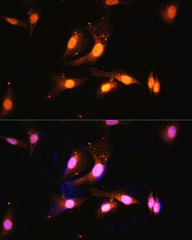 FLCN Antibody