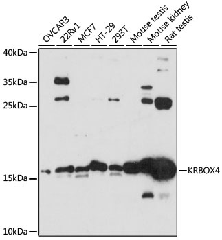 KRBOX4 Antibody