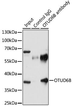 OTUD6B Antibody