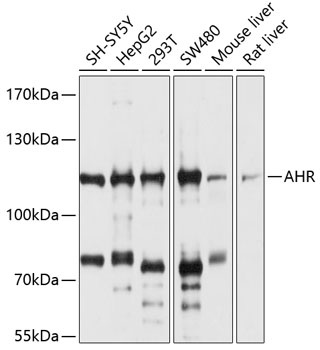 AHR Antibody