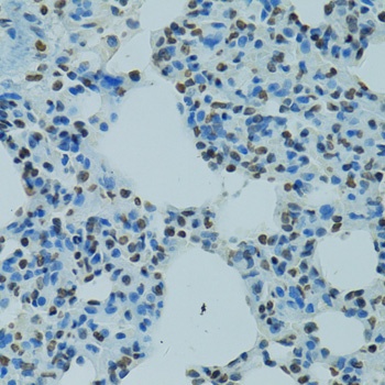AHR Antibody