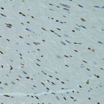 AHR Antibody