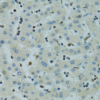 AHR Antibody