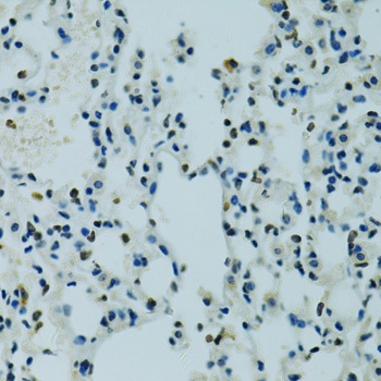 AHR Antibody