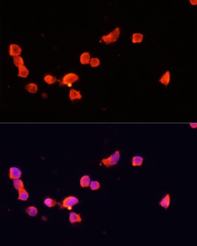 CDK5R1 Antibody