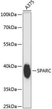 SPARC Antibody