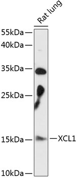 XCL1 Antibody